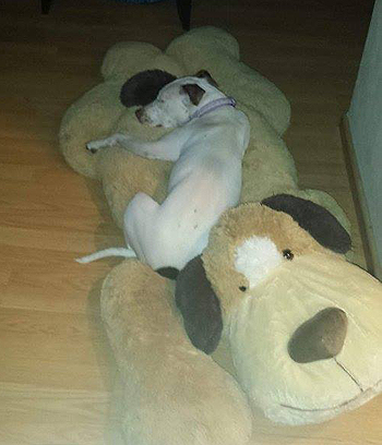 Adopt Rescue Dogs and Cats from OSCAR Animal Rescue in Sparta, NJ